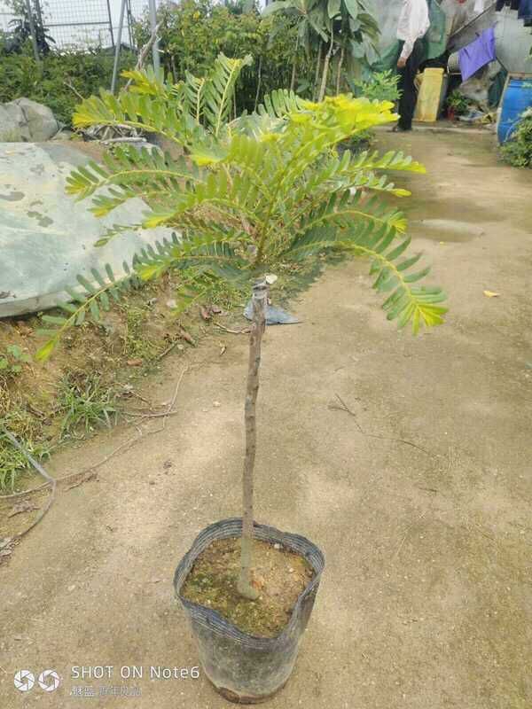 余甘果苗  狮头甜种  油甘苗油甘果树苗余甘子四季结果苗嫁接