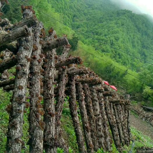 十堰 天然野生椴木木耳，天然阳光雨水自然生长，没有农药等化工污染