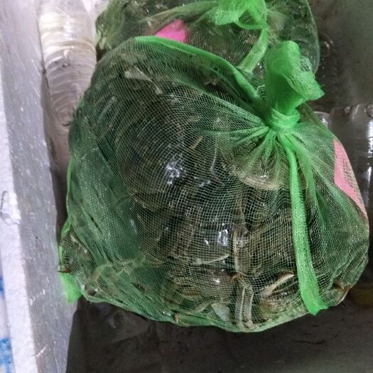 深圳兴化大闸蟹 江苏螃蟹