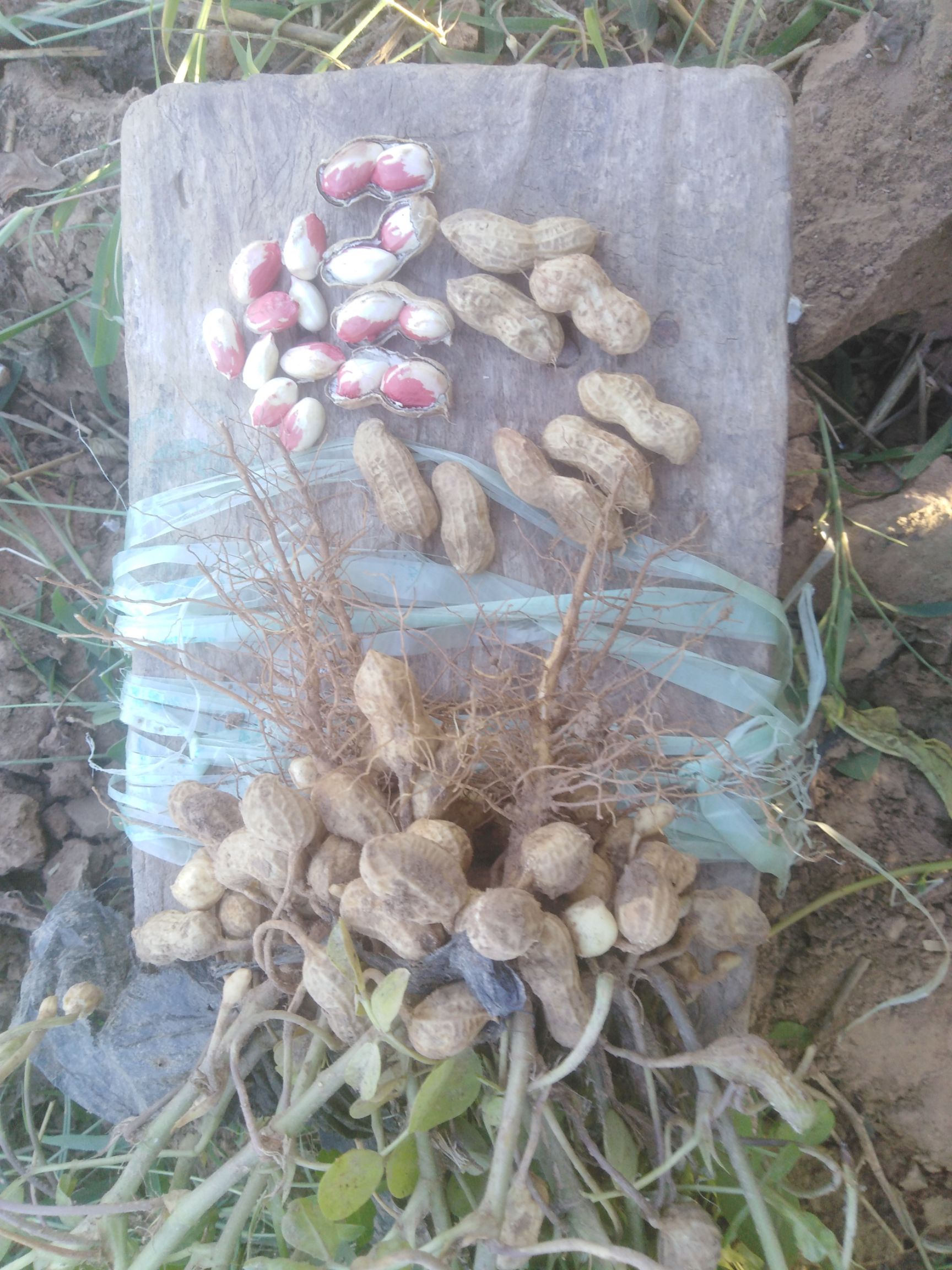 彩色花生  19年干花生，富硒色彩花生，花冠花生，水果花生，10斤包邮