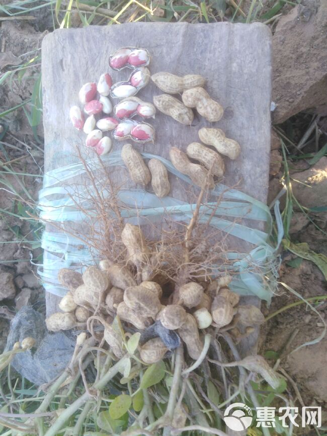 彩色花生  19年干花生，富硒色彩花生，花冠花生，水果花生，10斤包邮