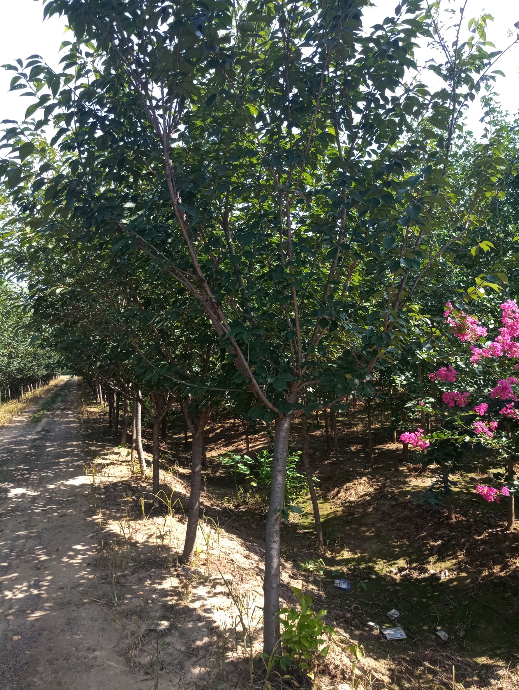 日本早樱苗圃图片