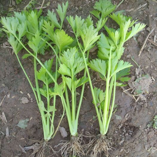 芹菜苗  芹苗繁育基地：保证成活，当天发货。皇后欢迎实地考察
