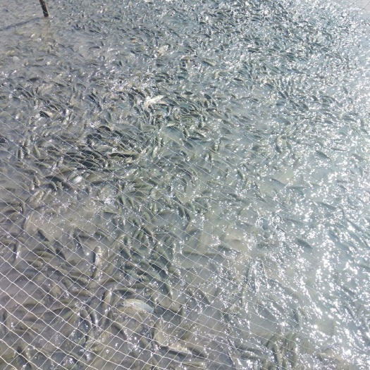 济南 出售优质草鱼苗，每斤10～20尾左右，规格齐无病无伤，