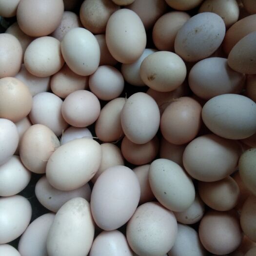 如东县土鸡蛋 食用 箱装