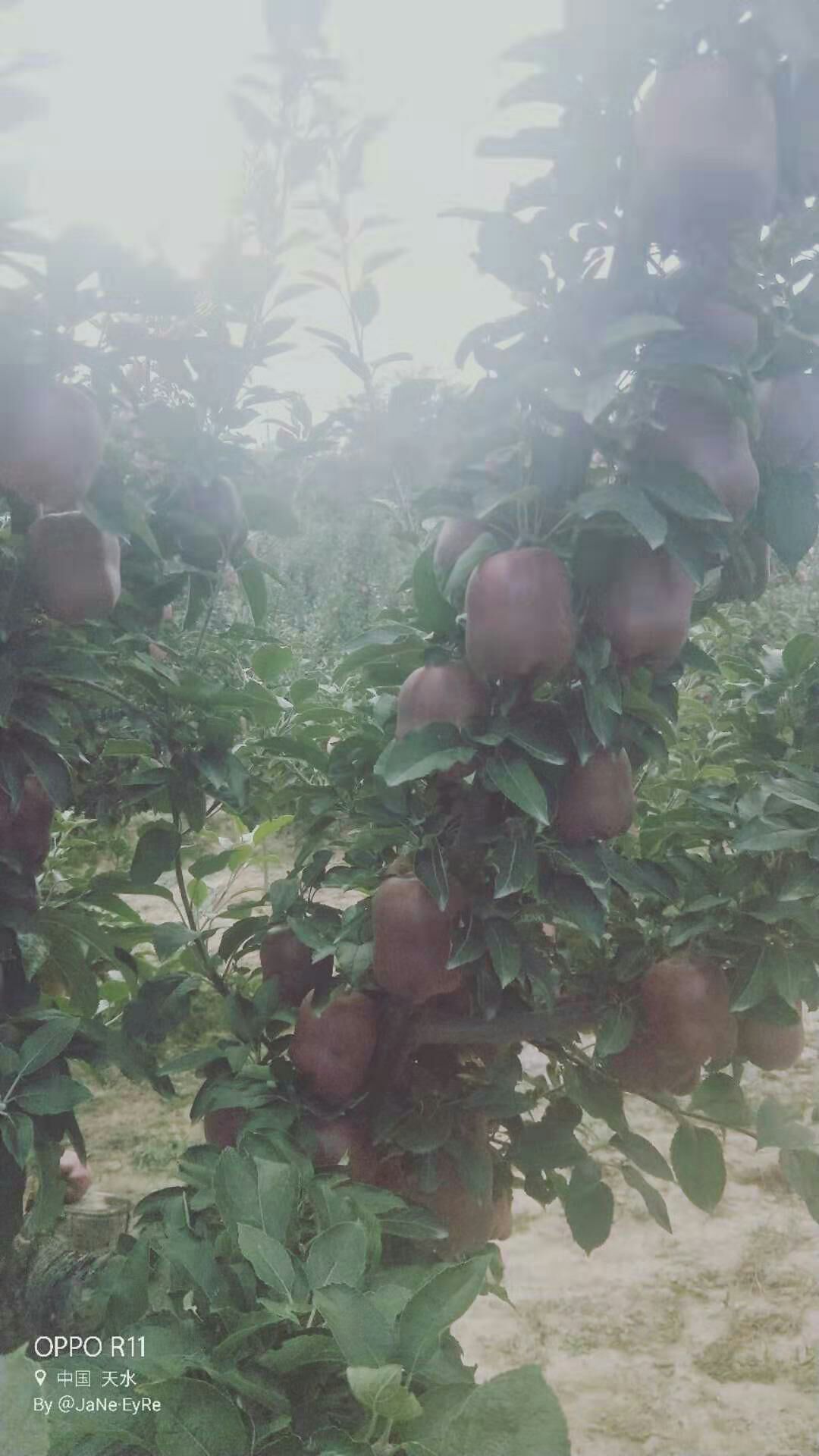 中秋王苹果  贺中秋，即将上市，需要可联系，