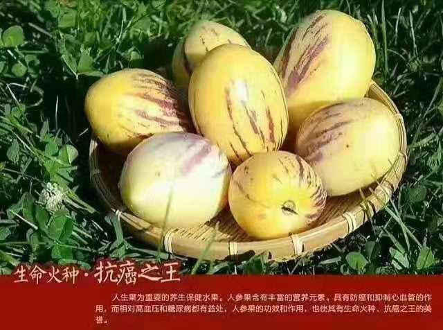玉门市 清泉万亩基地人参果