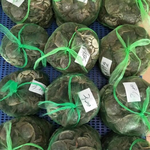 常州 阳澄湖镇大闸蟹