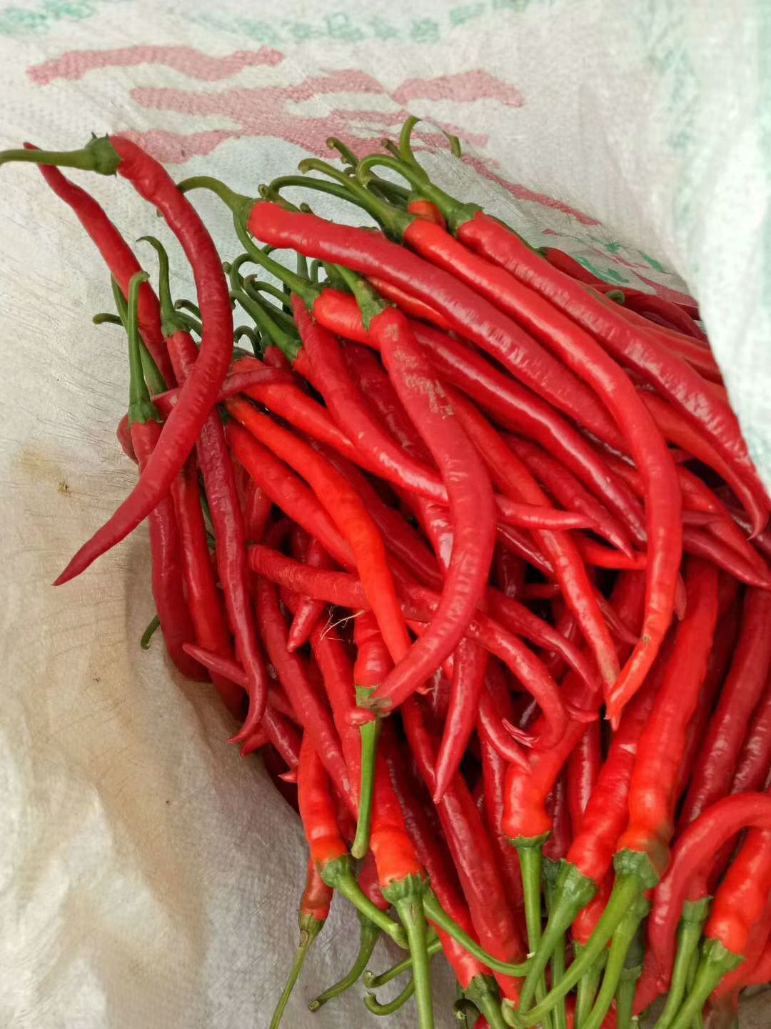  谁要剁椒，联系，