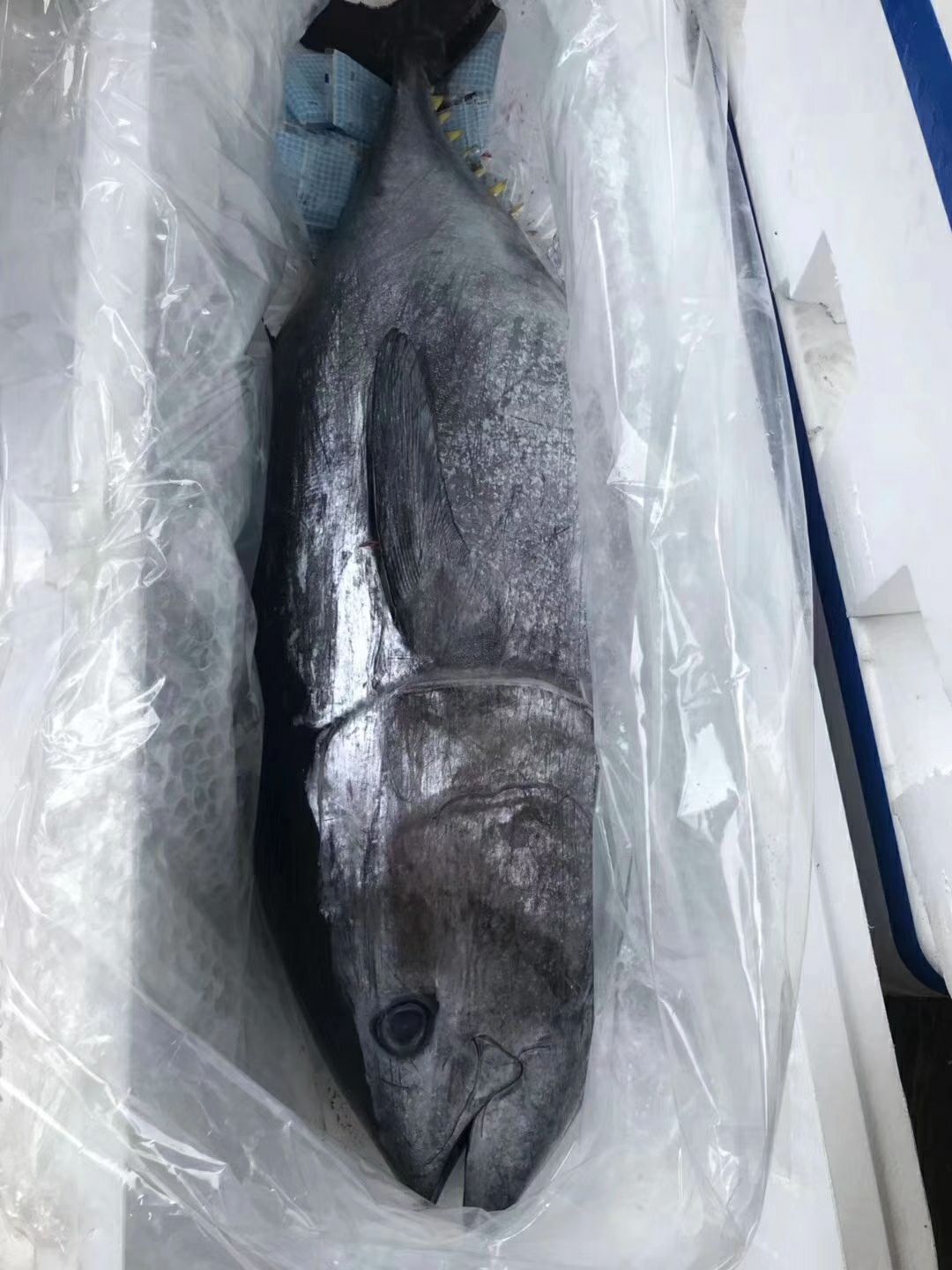 冻金枪鱼 一首货源一品蓝鳍金枪鱼