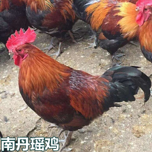 南宁瑶鸡苗 统货