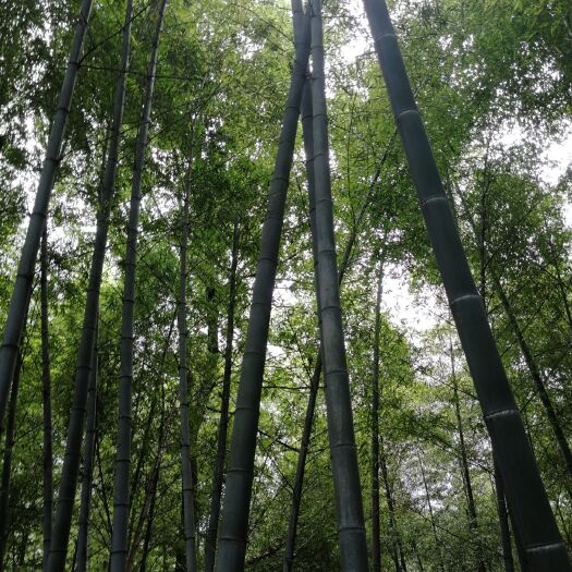 公安县大楠竹园出售