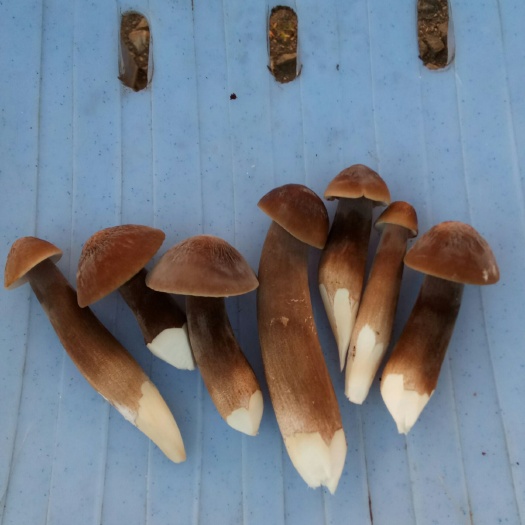 郴州 大量批发黑皮鸡枞菌