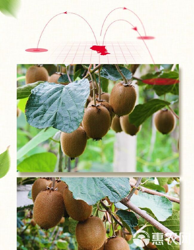  中国最好的猕猴桃，农家果园自产自销，24小时发货