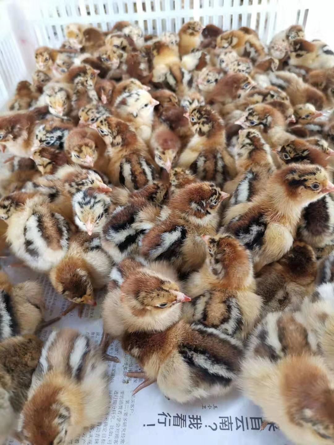  青脚麻鸡苗