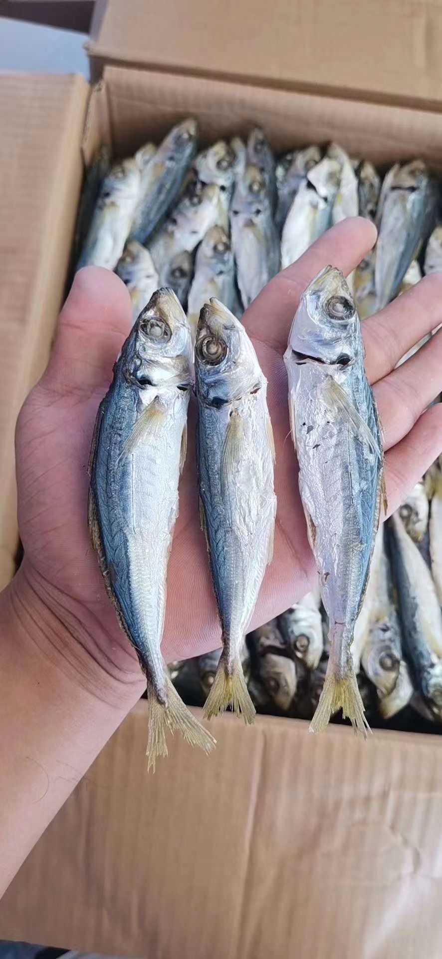 深海海鲜 海鲜特产157，干货冻品591，美食配送10235，支持快递