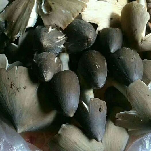 临沧鸡枞油 云南临沧——小黑鸡枞