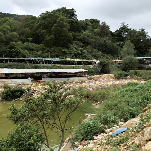 福州水鸭 大山里