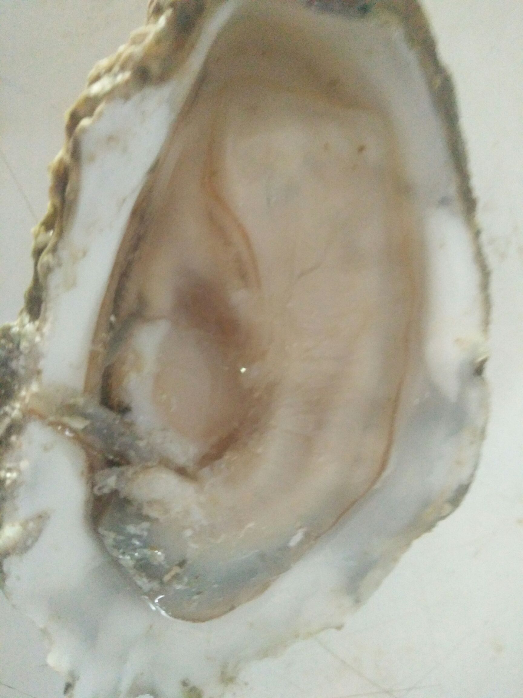 广州生蚝 广西2-3两蚝