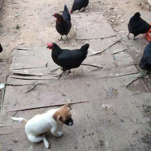 泉州 红菇加放养小脚鸡