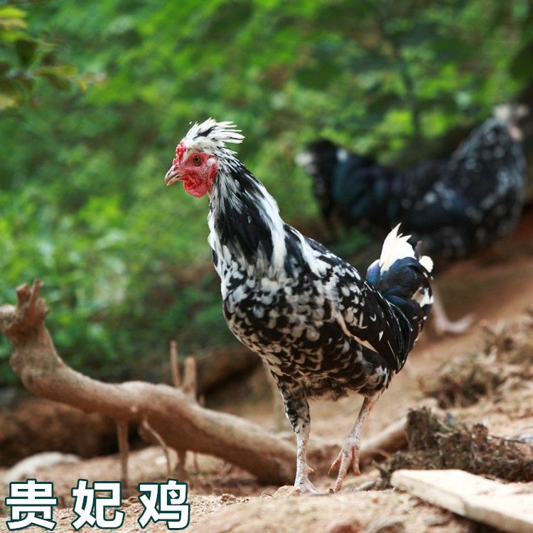 贵妃鸡鸡苗 统货 贵妃鸡苗