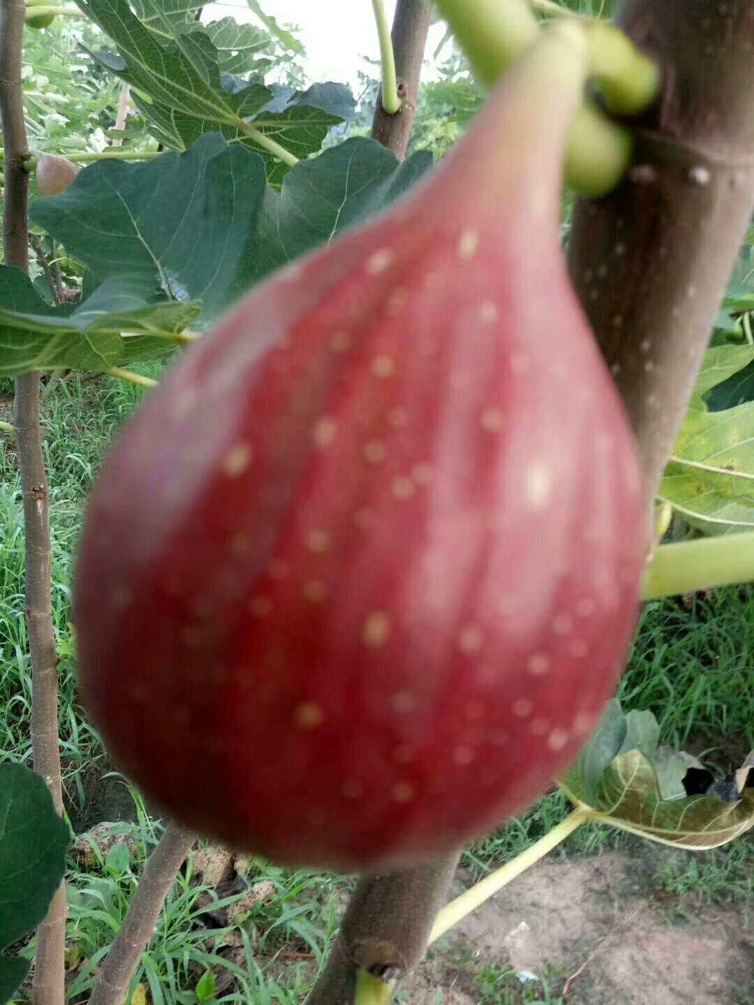 波姬红无花果苗 无花果苗基地 无花果苗批发