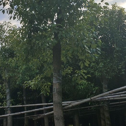 普宁市 低价出售自家15分的香樟树