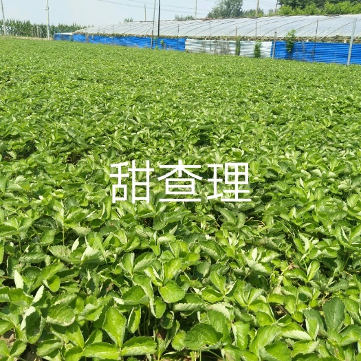 中牟县 预售~甜查理，丰香，宁玉，甜宝，二号等草莓苗，保证质量。