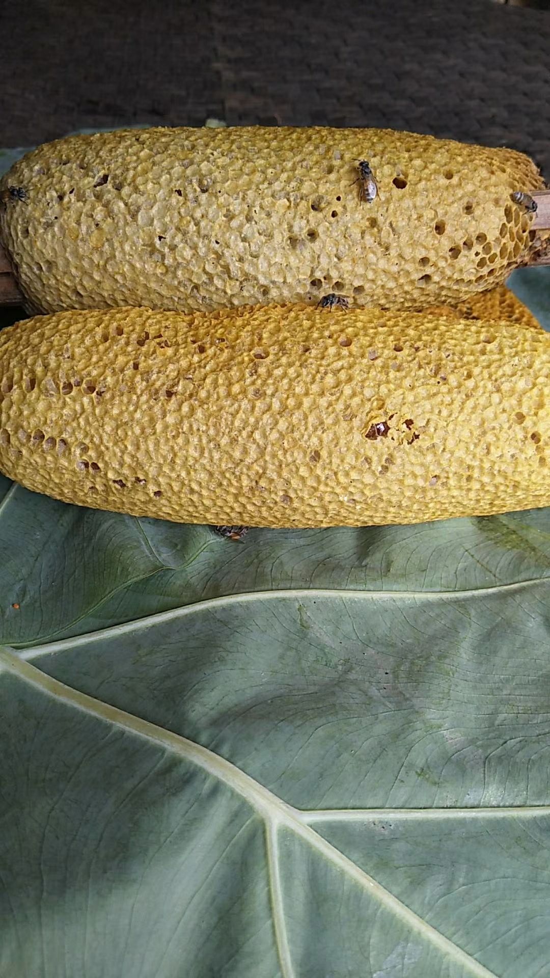  野蜂蜜，