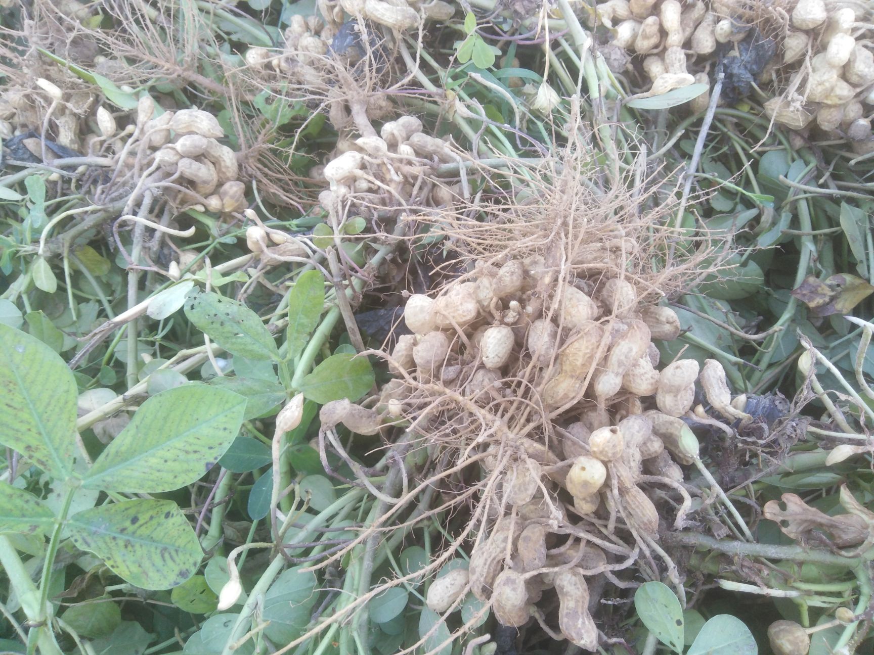 彩色花生  19年干花生，富硒色彩花生，花冠花生，水果花生，10斤包邮