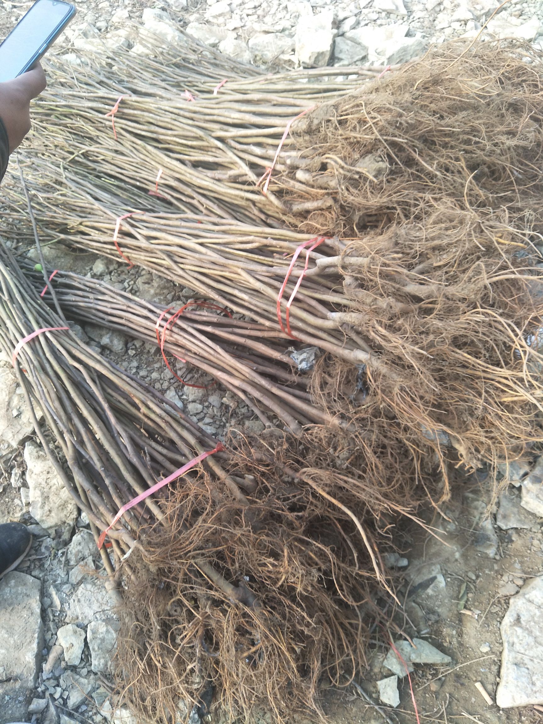 波姬红无花果苗 无花果苗基地 无花果苗批发