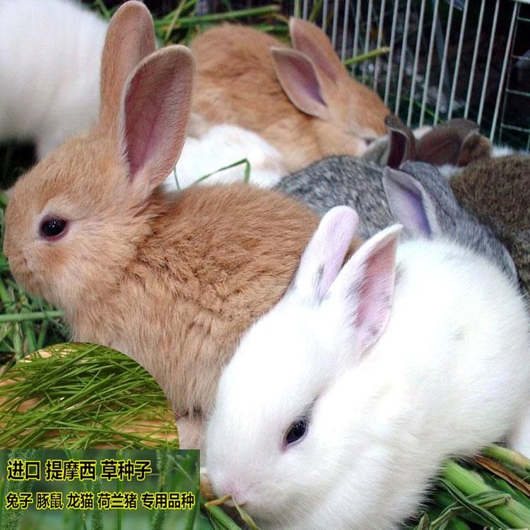提摩西草种子提草梯牧草提木西草植物籽养兔牧草种子宠物口