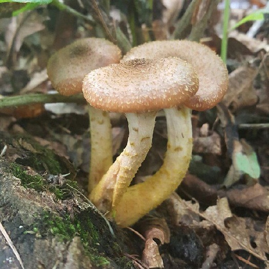本溪 鲜榛蘑