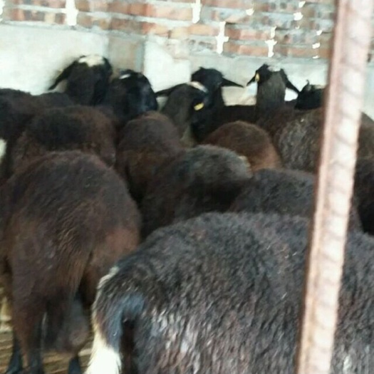 南华县 乌骨羊