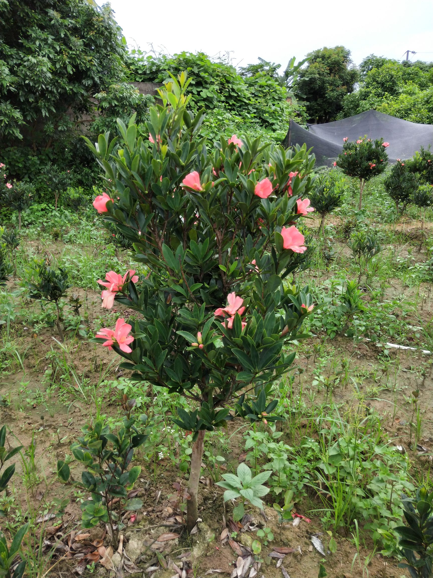 茶花苗 山茶花树苗四季山红茶花树苗盆栽树苗一年四季开花