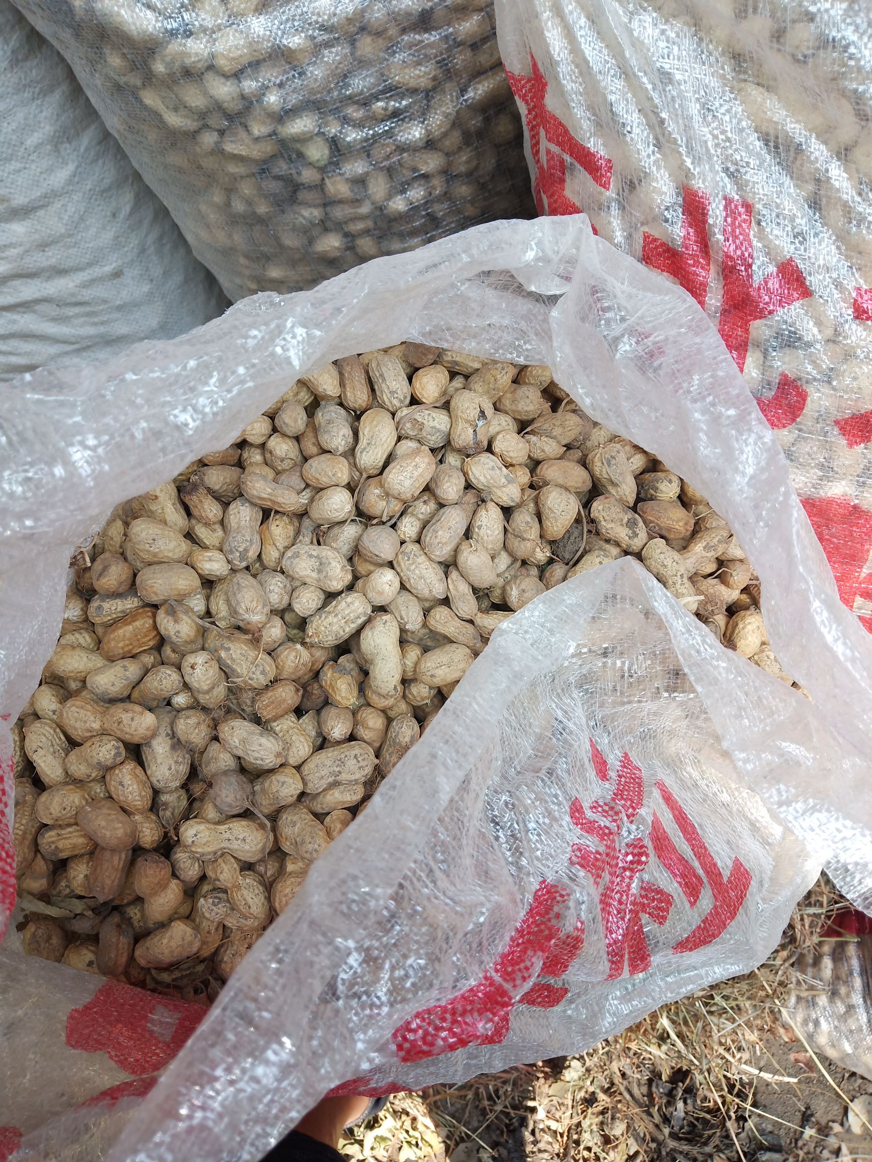  自家种花生，个大饱满