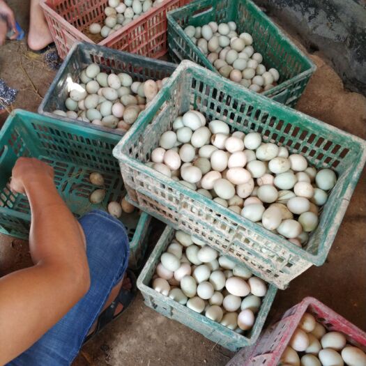 玉林 广西玉林散养鸭蛋，量大欢迎新老客户来电！