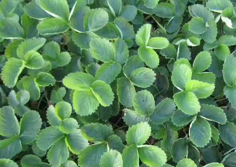  凤岐草莓苗基地批发红颜草莓苗产量高易成活适合南北方种植