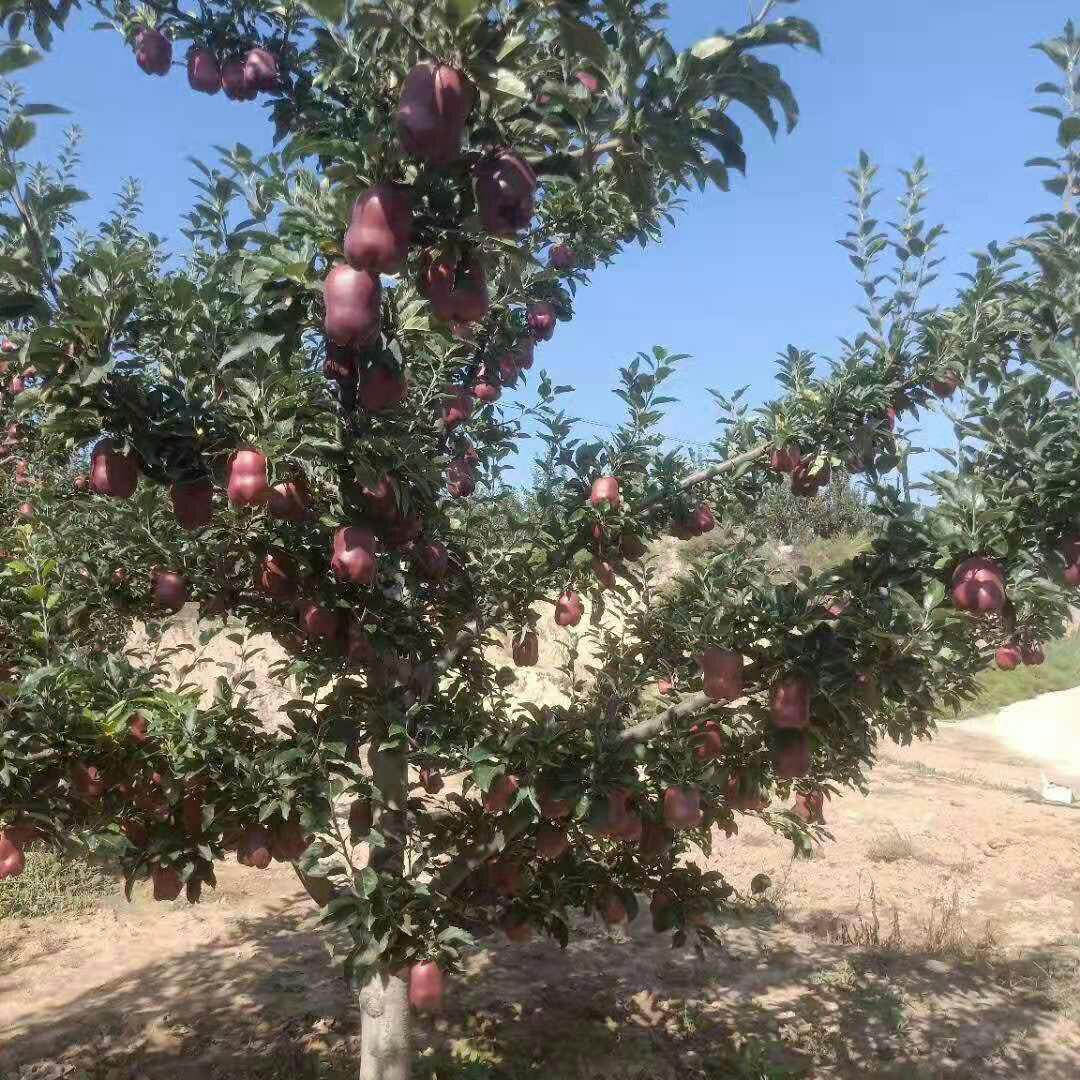 中秋王苹果  贺中秋，即将上市，需要可联系，