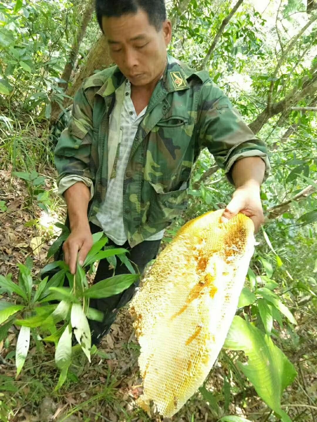  野蜂蜜，