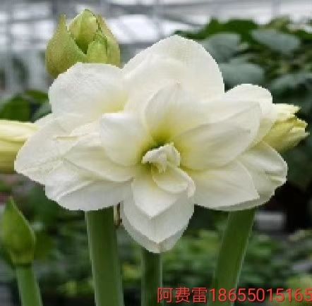 朱顶红种球 朱顶红！