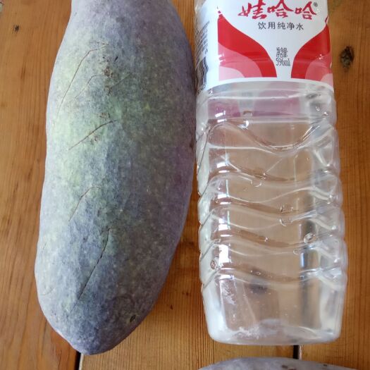 西安欢迎订购，杨松八月瓜基地，货源充足！各种规格