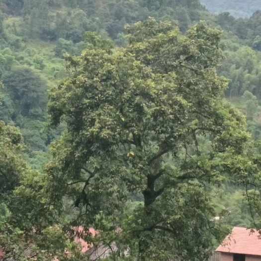 合江县 可供大量青橄榄