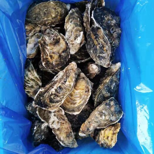 漳浦县 福建生蚝，深海生蚝，本地土特产