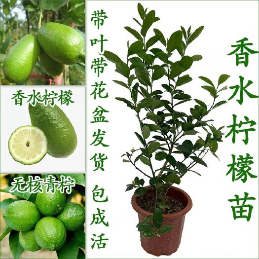 灵山县香水柠檬苗 柠檬树苗四季香水柠檬树苗西柠青柠嫁接苗带叶带根带泥球阳台种植