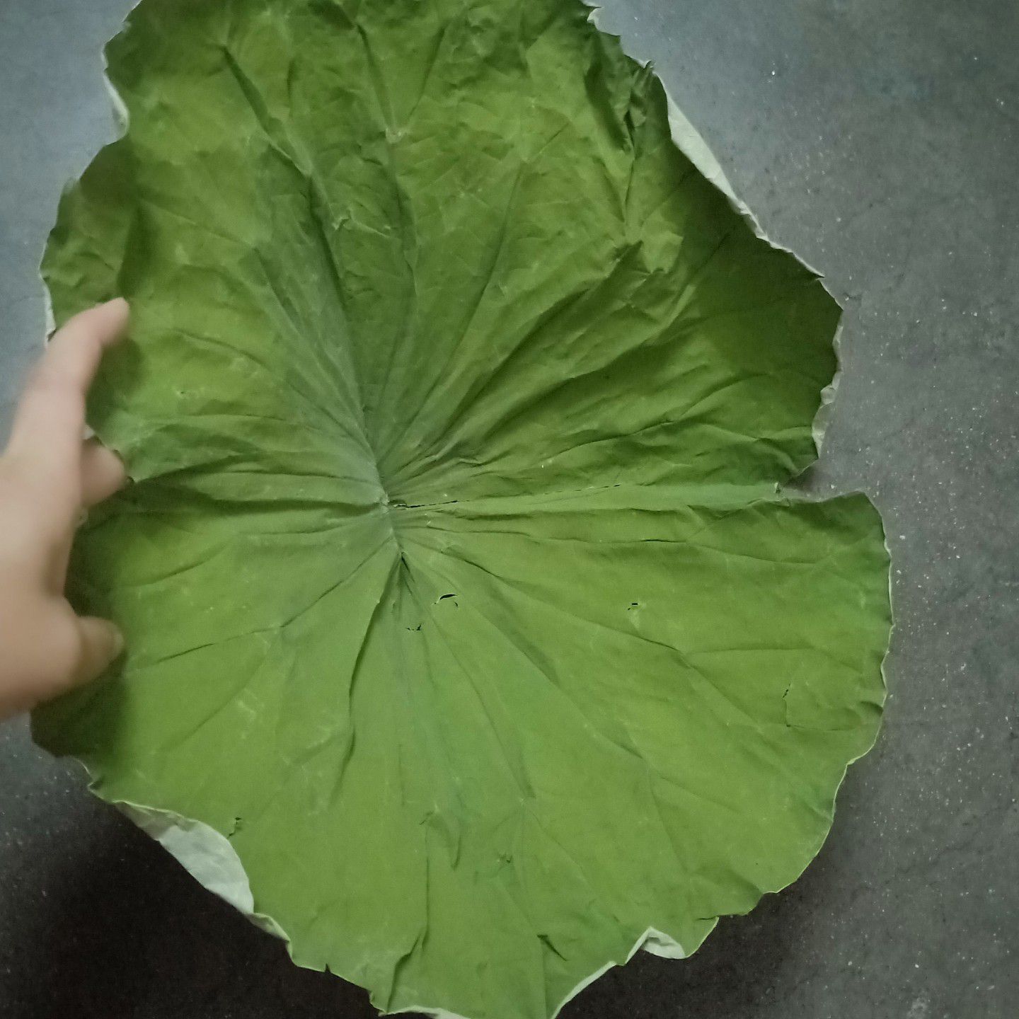 整张干荷叶，新货干荷叶叫花鸡专用荷叶精选整张荷叶，