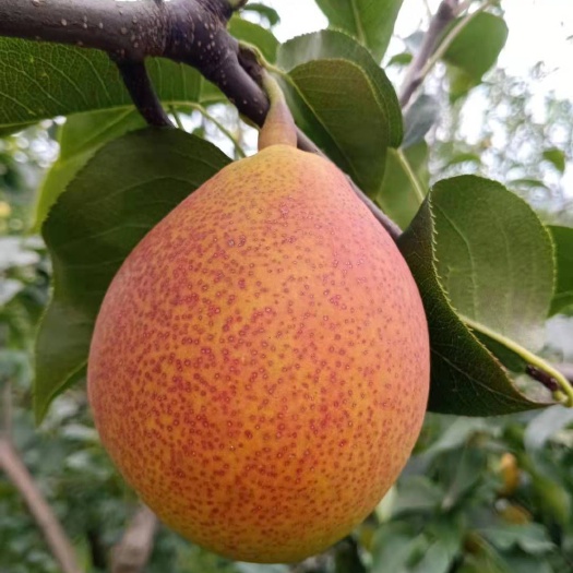 鲁甸县 昭通红梨