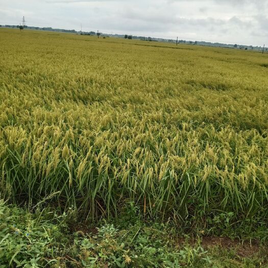 杂交稻 自己家种植稻花香稻花，米饭口感好剩饭不回生，米保质量，保口感