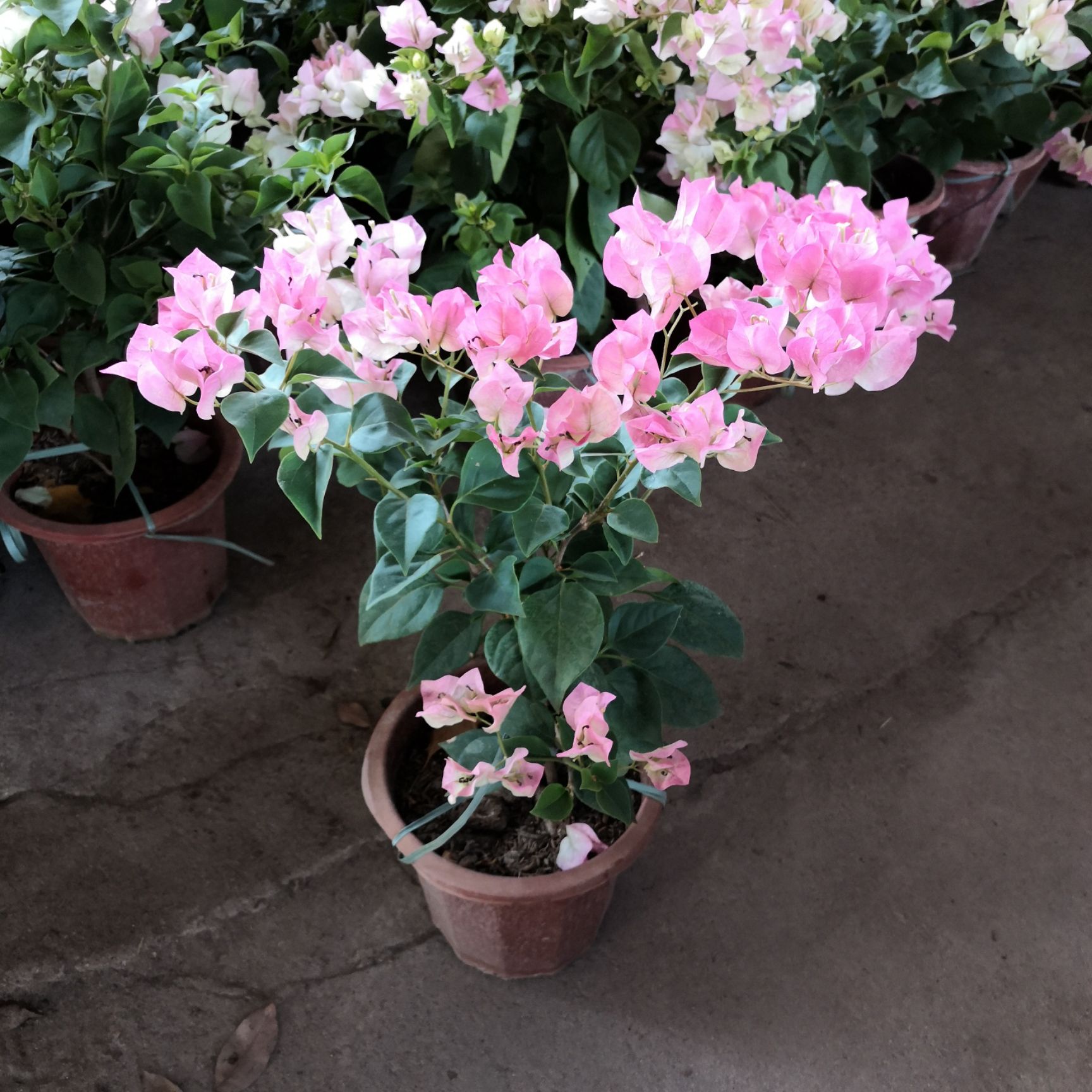 水红三角梅 宝巾花 叶子花 南美紫茉莉 叶子梅 纸花