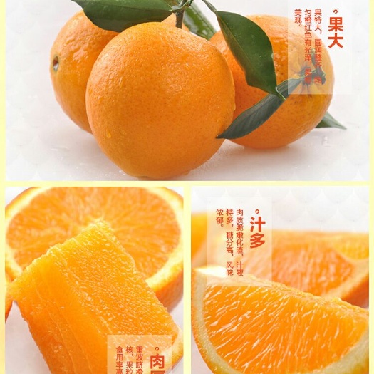 黄桷堡优质脐橙基地